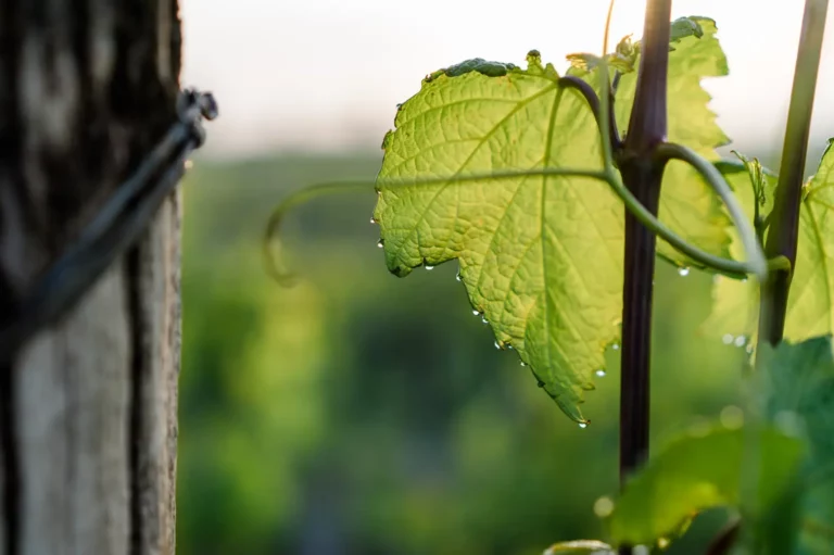 Fotograf Burgenland, Fotograf Österreich, Werbefotografie commercial